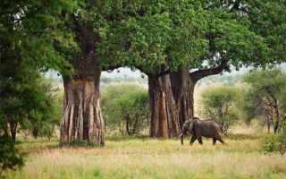 2 Days Tembo Escape Safari