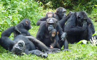 3 Days Uganda Chimpanzee Habituation Tour