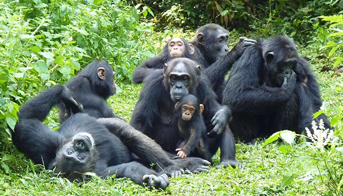 Chimpanzee Tracking Tour in Kibale National Park