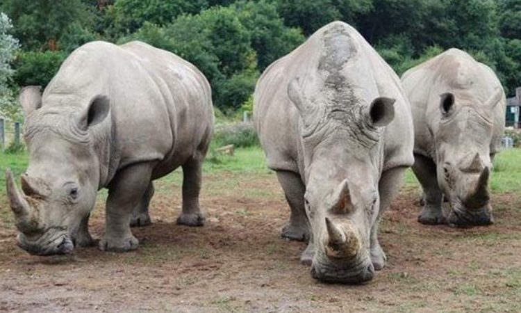 3 days Zziwa Rhino Sanctuary Safari