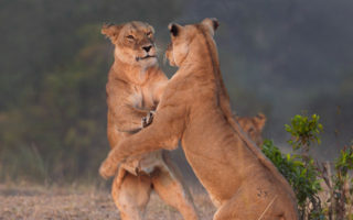 6 days Queen Elizabeth national park safari