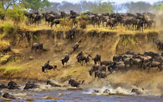 8 days Kenya Tanzania & Rwanda safari