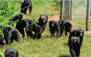 3 Days Uganda Ngamba Chimpanzee Holiday Tour
