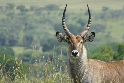 Bokora Corridor Wildlife Reserve