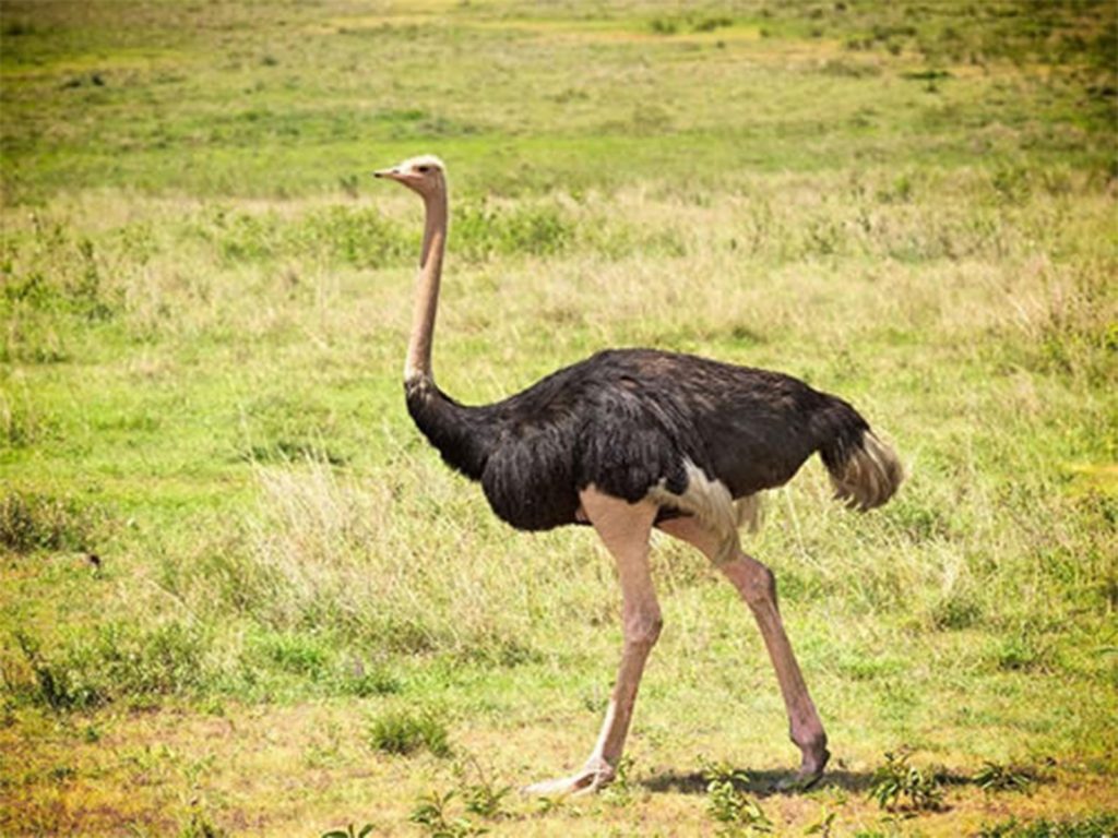Bokora Corridor Wildlife Reserve