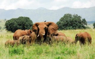 3 Days Kidepo Flying Safari