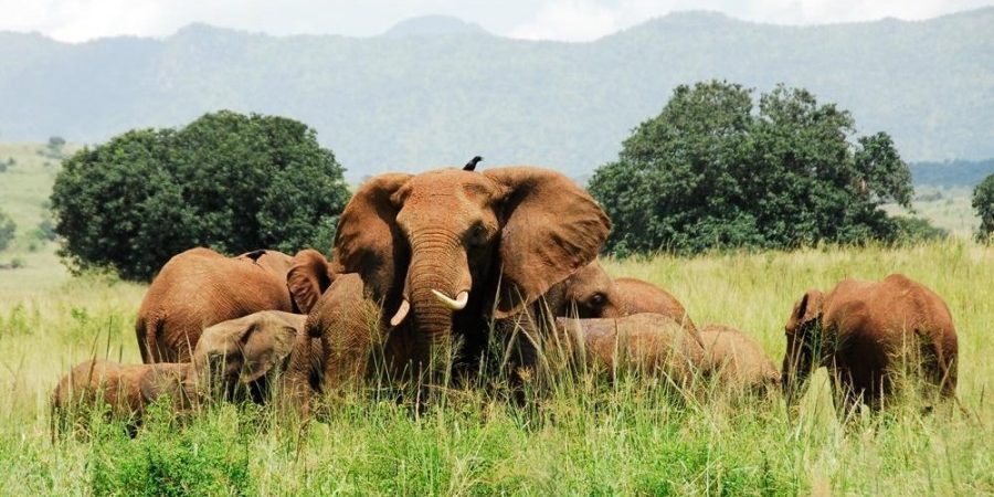 3 Days Kidepo Flying Safari