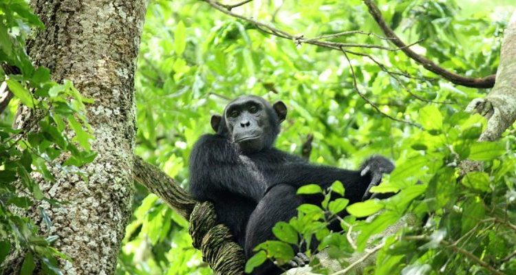 3 Days Nyungwe Chimpanzee safari 