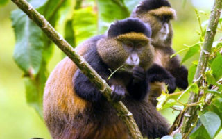 4 Days Uganda Golden Monkey Habituation Safari