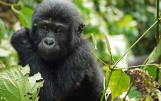 4 days Mountain Gorilla and Golden monkey habituation safari