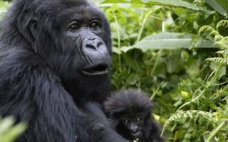 4 days Rwanda Gorilla Trekking and Dian Fossey safari