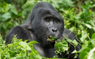 5 Days Uganda Primates Safari from Kigali