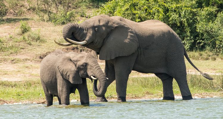How many days do you need in Murchison Falls National Park?