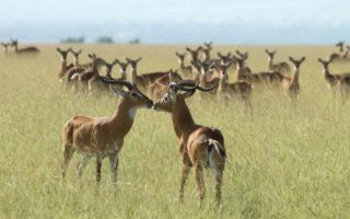 7 things to do in Kabwoya wildlife reserve