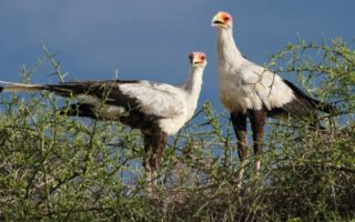 5 Days Serengeti National Park Safari