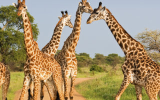 4 Days Akagera National Park safari