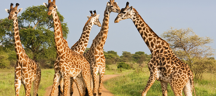 4 Days Akagera National Park safari