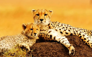 7 Days Tanzania Wildlife Safari