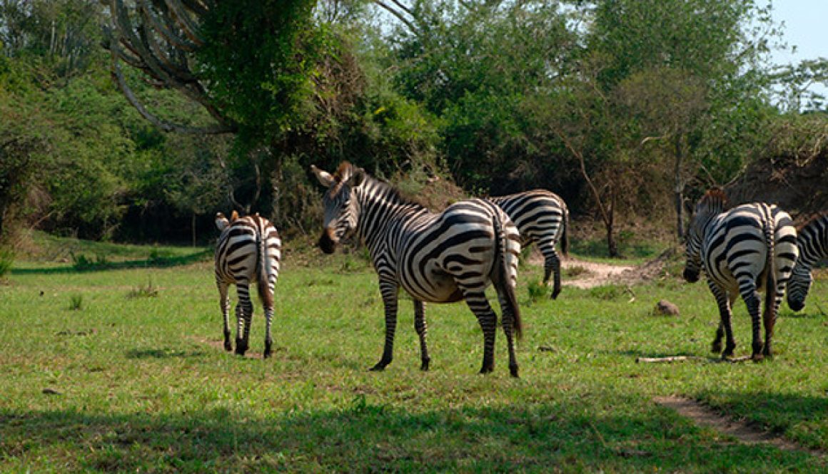 4 Days Lake Bunyonyi & Lake Mburo Safari