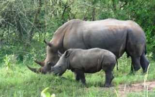 5 Days Ziwa, Murchison falls, and Semliki wildlife safari
