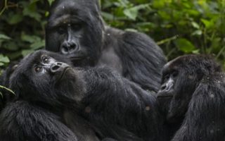 6 Days Rwanda Primate Safari tour