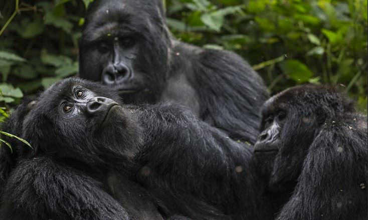 6 Days Rwanda Primate Safari tour