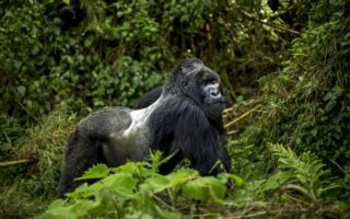 6 Days Rwanda Uganda Double gorilla trek and wildlife safari 