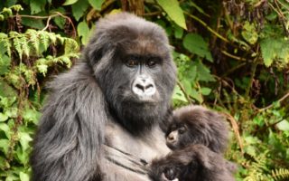 7 Days Dian Fossey hike and Rwanda primate safari tour