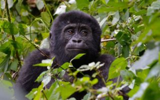 7 Days Uganda and Rwanda Primate safari