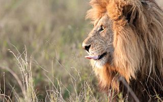 8 Days Uganda Wildlife & Chimpanzee Trekking Safari