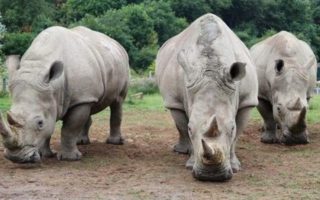 9 Days Uganda Primates and wildlife safari tour