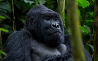 5 Days Bwindi Gorilla trekking and Jinja white water rafting safari tour