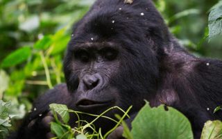 8 Days Uganda Wildlife & Primate Safari