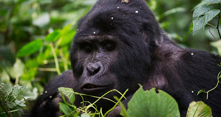 8 Days Uganda Wildlife & Primate Safari