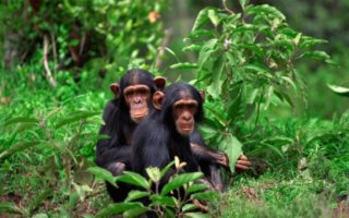 Chimpanzee trekking