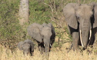 How to Book a Safari to Uganda