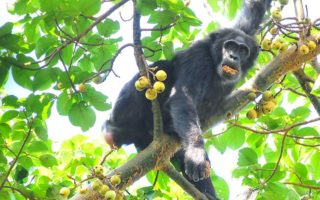 Kibale National Park Weather