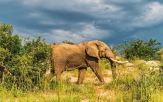 7 Day Murchison falls, Kibale forest, Semliki Safari tour