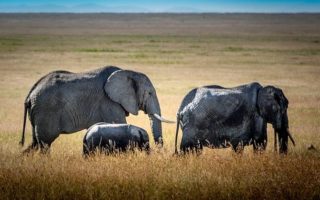 7 Days Ngorongoro Crater, Serengeti and Bwindi Gorilla Safari