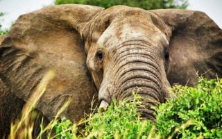 14 Days Best of Uganda safari