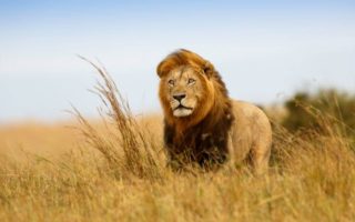 15 Days Uganda Primates & Birding Safari