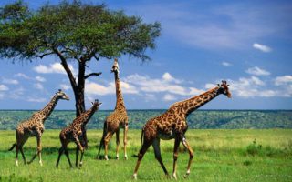 4 Day Serengeti, Ngorongoro & Materuni Waterfalls Safari