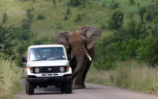 21 Days Best of Uganda safari