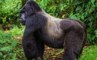 4 Days Uganda Gorilla and Golden Monkey Safari