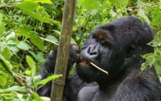 What do Mountain Gorillas Eat?