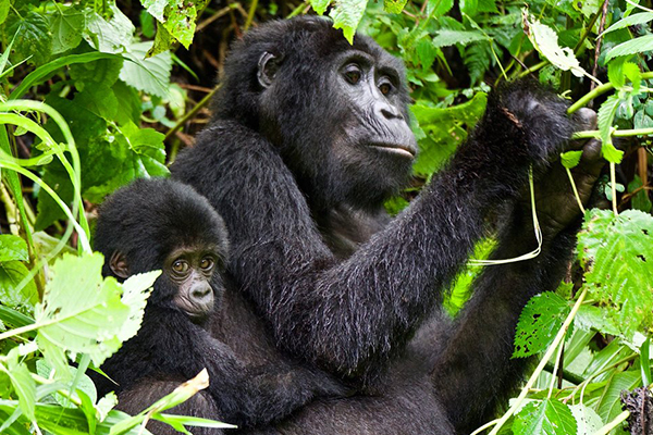 7 Days Uganda Gorilla Trekking, Wildlife & Chimpanzee trekking 