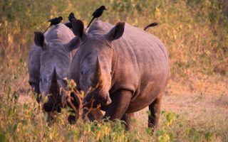7 Days Uganda Gorilla Trekking, Wildlife & Chimpanzee trekking 