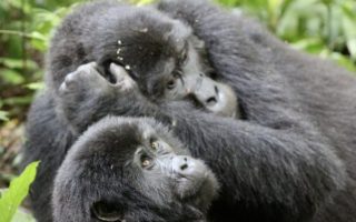 16 Days Best of Uganda Rwanda Safari
