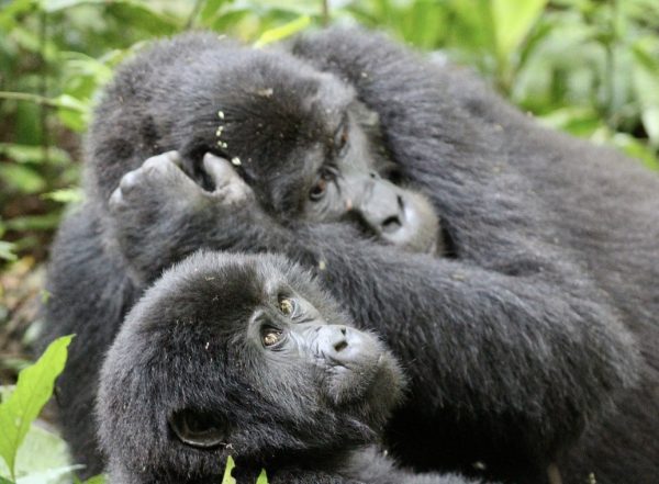 16 Days Best of Uganda Rwanda Safari