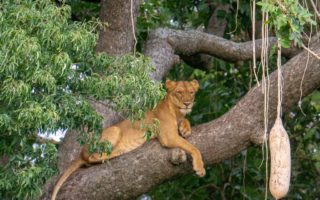 Murchison falls national park